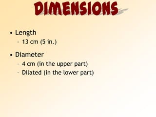 Length13 cm (5 in.)Diameter4 cm (in the upper part)Dilated (in the lower part)Dimensions