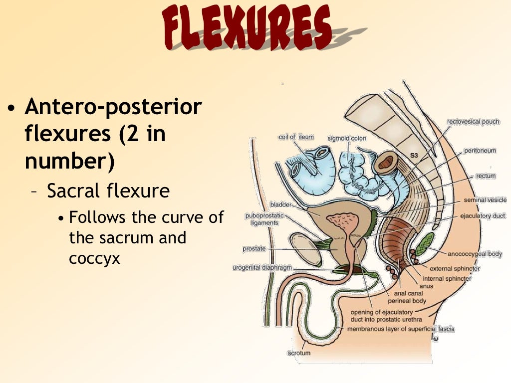 Anatomy of Rectum
