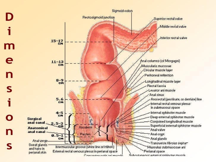 Anatomy of Rectum