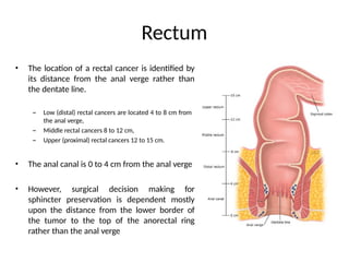 Comprehensive Anatomy of Rectum and Anal Canal: Structure, Blood Supply ...