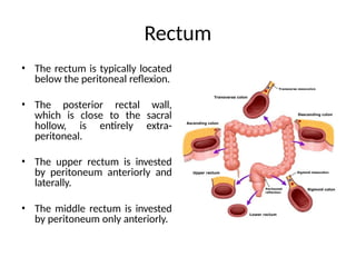 Comprehensive Anatomy of Rectum and Anal Canal: Structure, Blood Supply ...