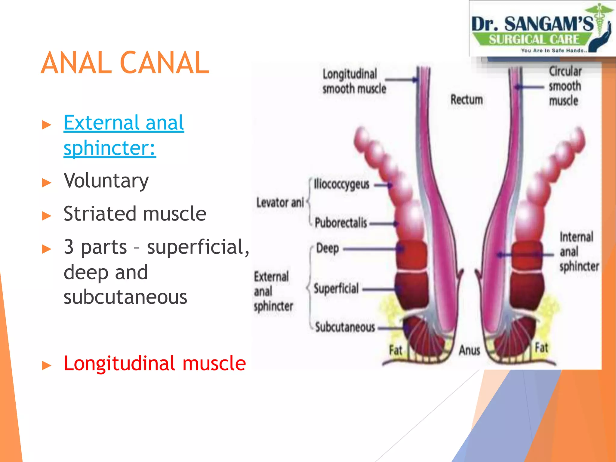 Anatomy Of Rectum And Analcanal Pptx pptx Anatomy Of Rectum And Analcanal Pptx pptx