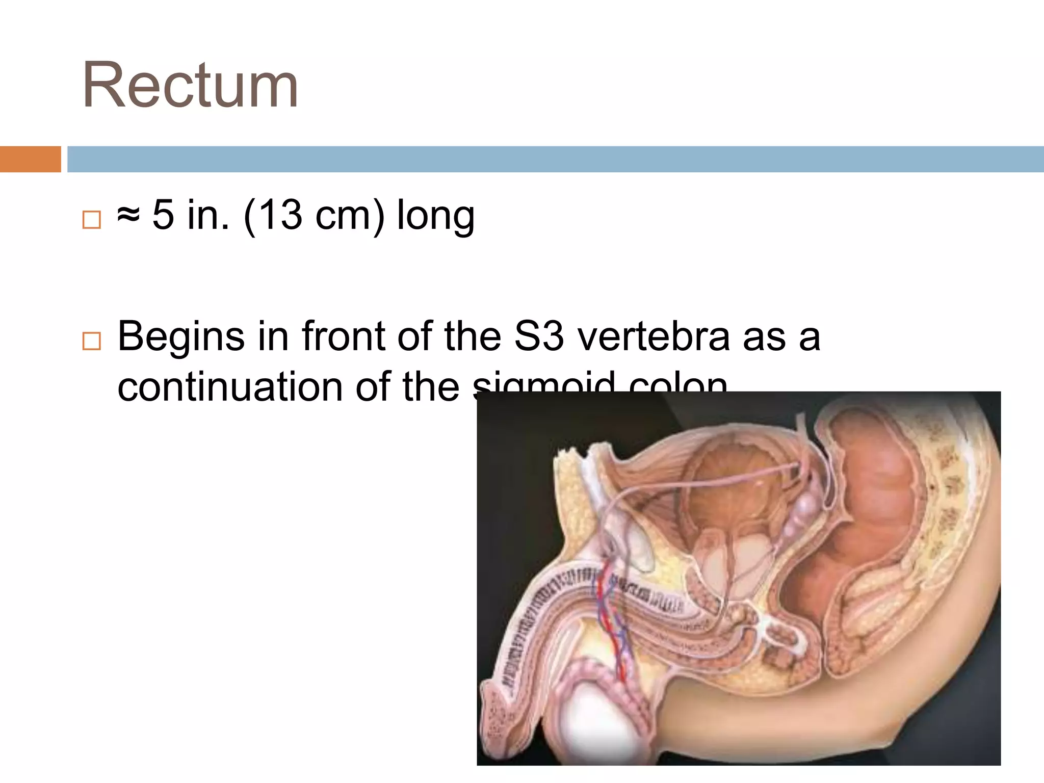 Anatomy of Rectum and Anus - Dr Peter Andre Soltau | PPTX