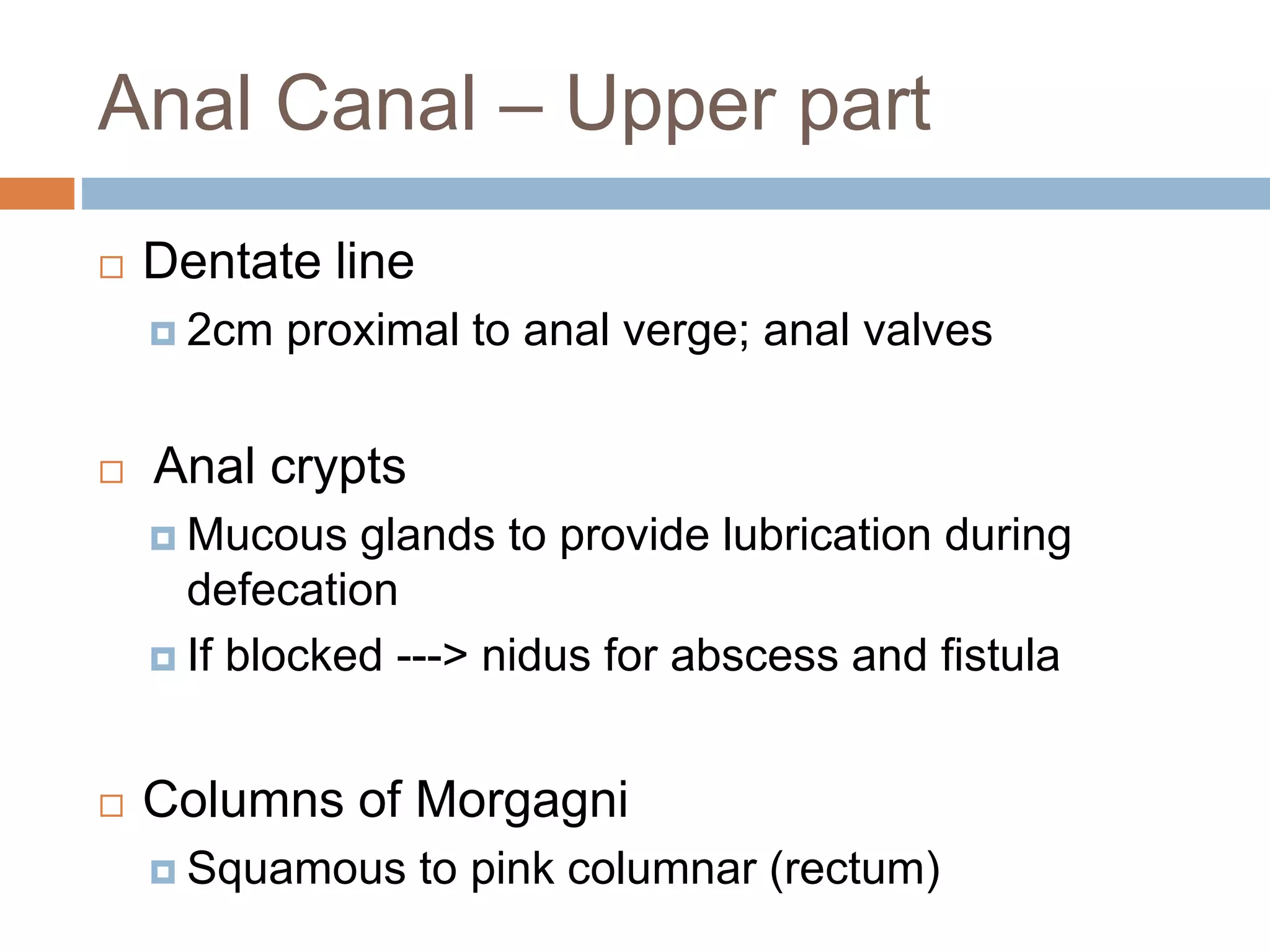 Anatomy of Rectum and Anus - Dr Peter Andre Soltau | PPTX