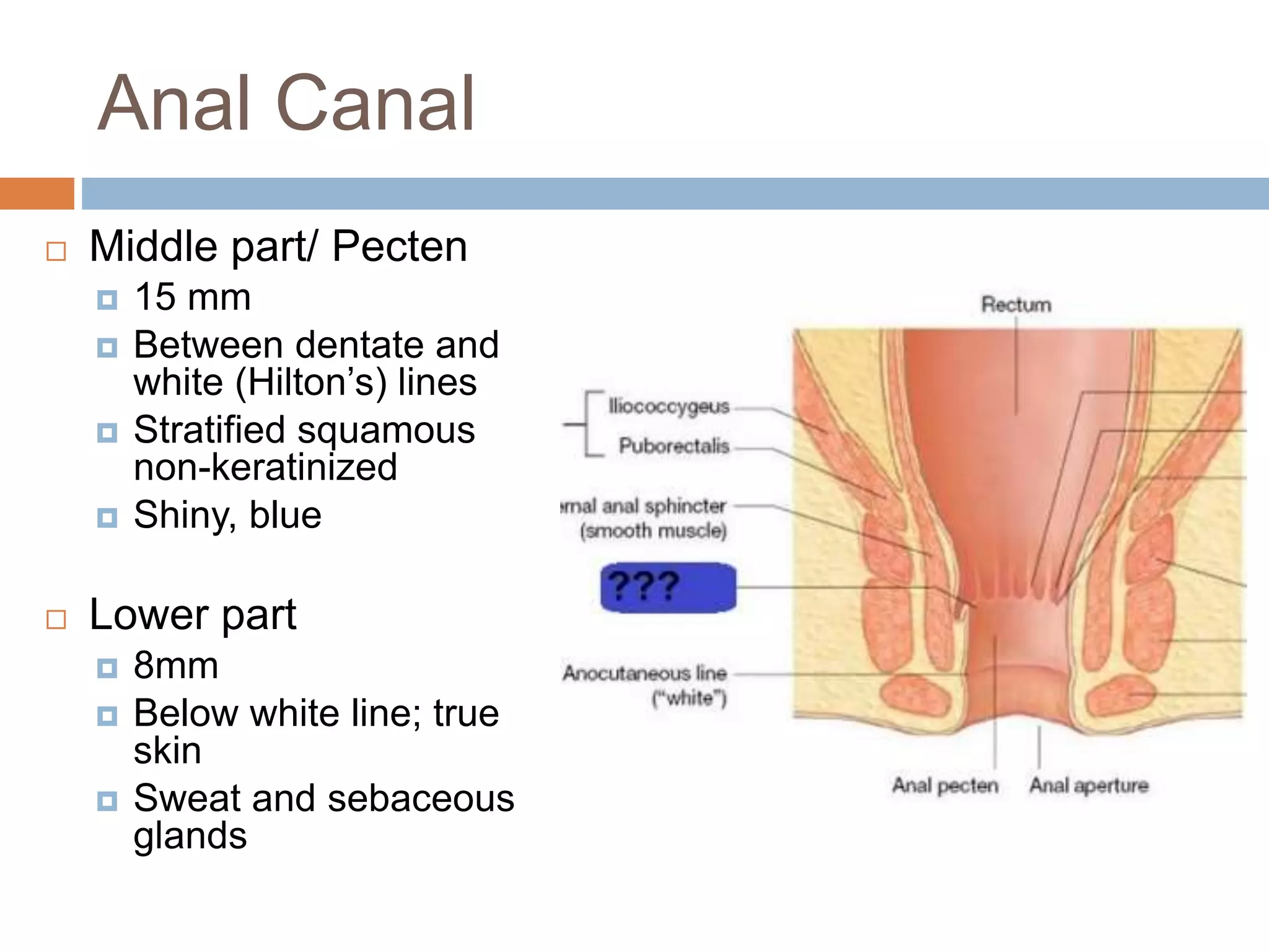 Anatomy of Rectum and Anus - Dr Peter Andre Soltau | PPTX