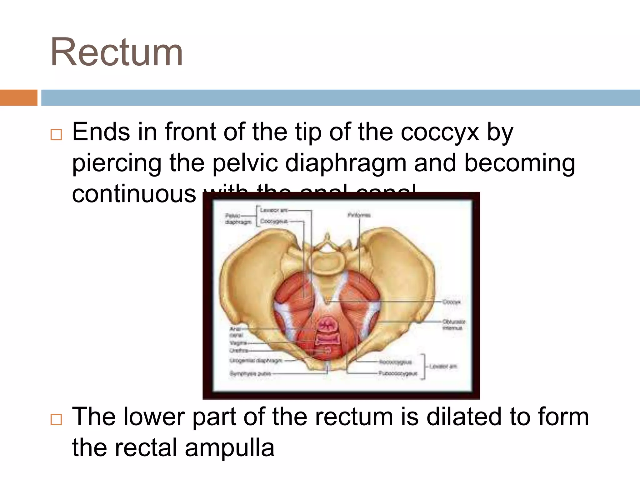 Anatomy of Rectum and Anus - Dr Peter Andre Soltau | PPTX