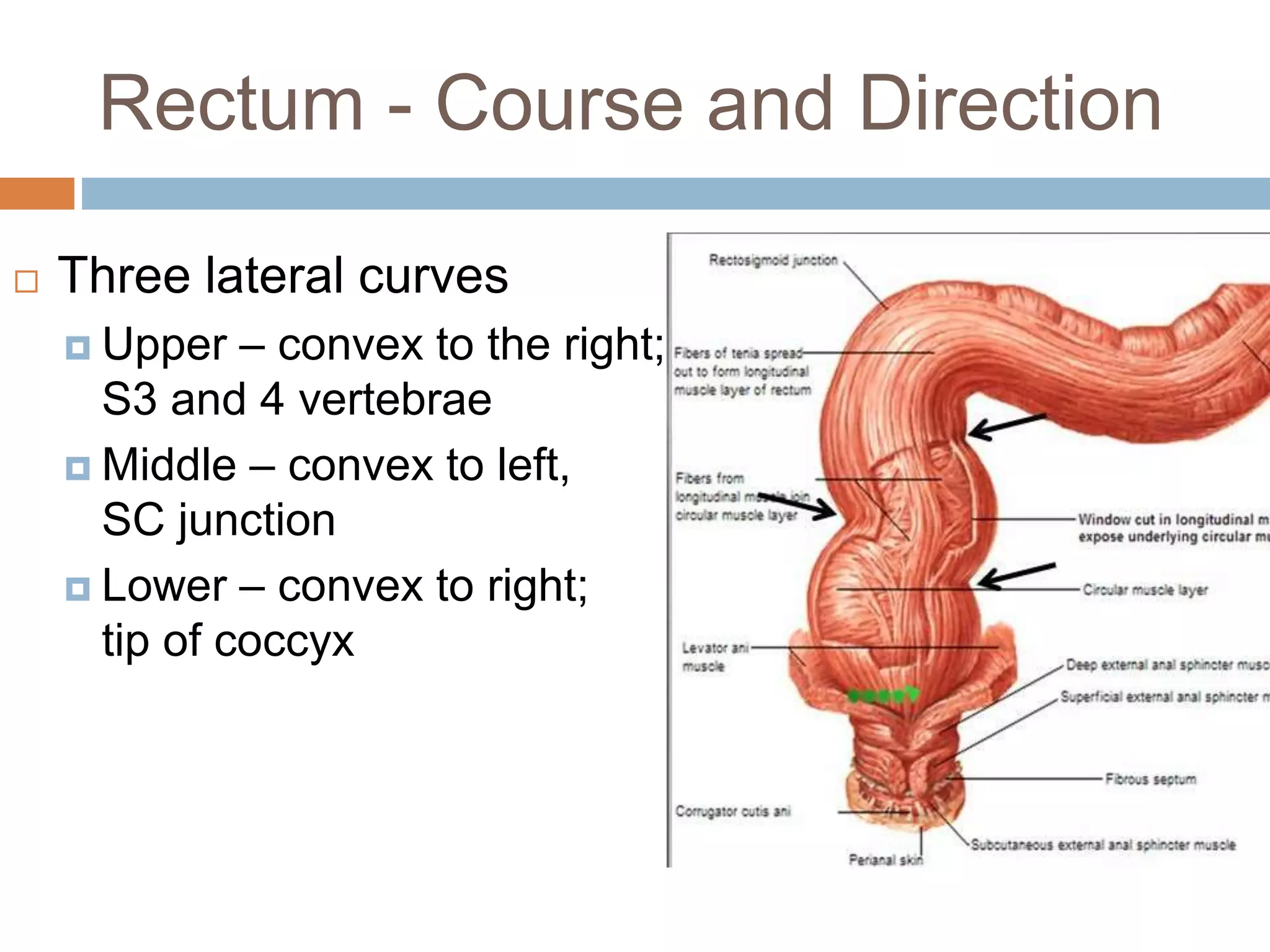 Anatomy of Rectum and Anus - Dr Peter Andre Soltau | PPTX