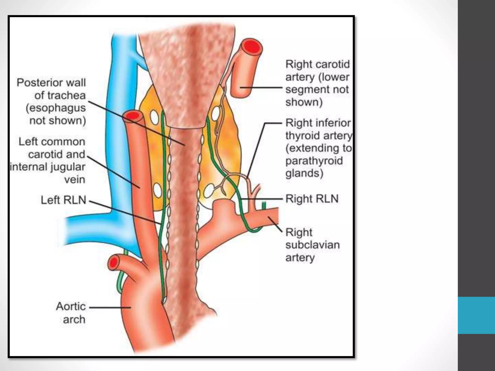 Course Of Rln Anatomy of recurrent laryngeal nerveAnatomy of recurrent laryngeal ...