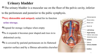 Distensible Bladder Comprehensive Anatomy and Physiology of the Renal System | PPTX