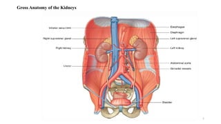 Comprehensive Anatomy and Physiology of the Renal System | PPTX