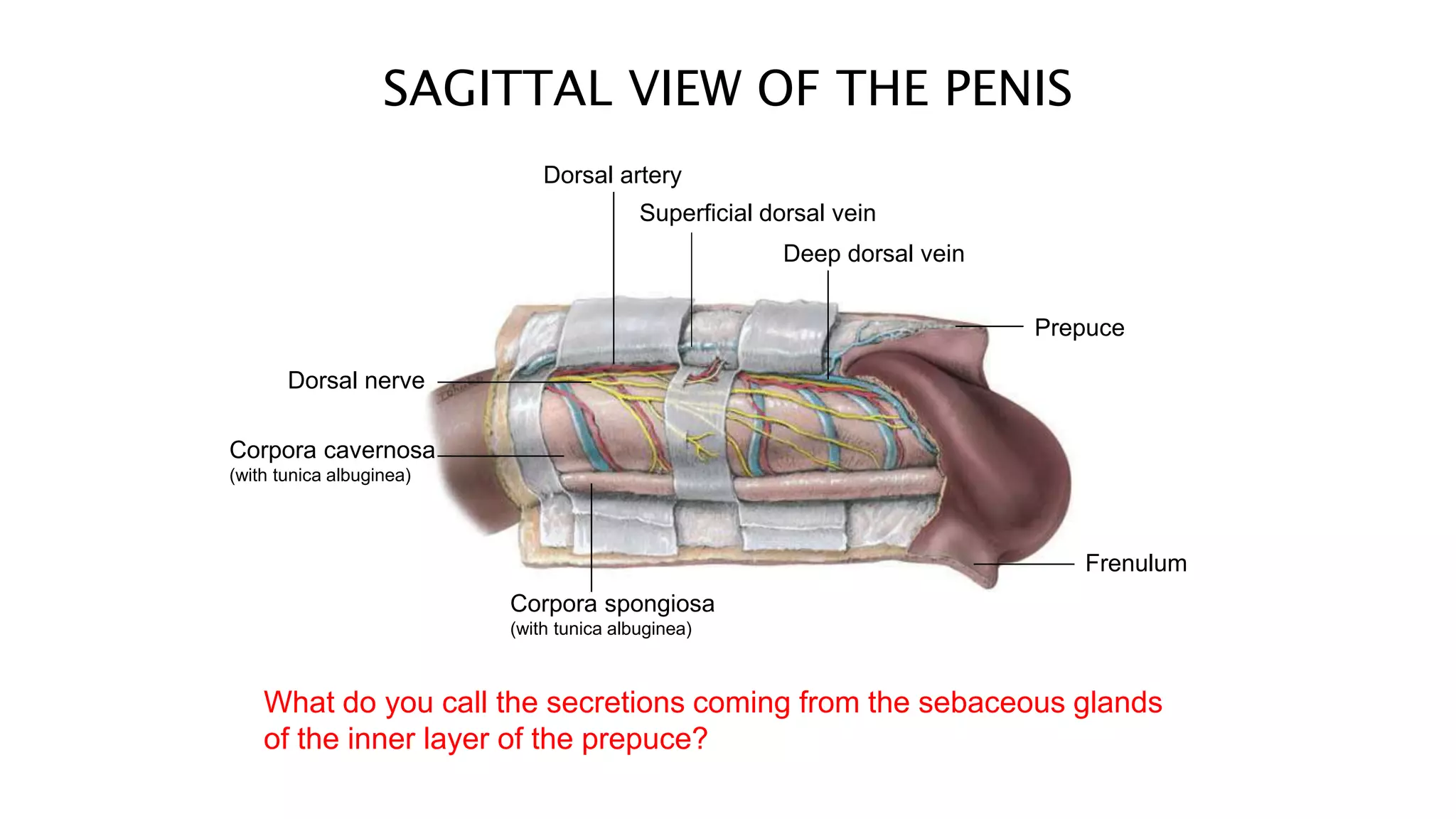 anatomy-of-reproductive-system-pptx