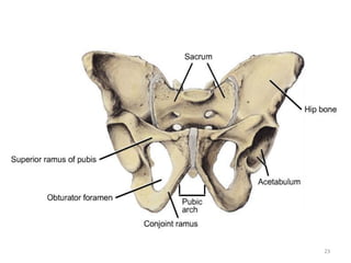 Anatomy of reproductive system (2).pdf anat | PDF