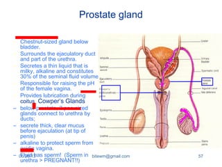 Prostate Chestnut Anatomy of Reproductive system by Bitew | PPT