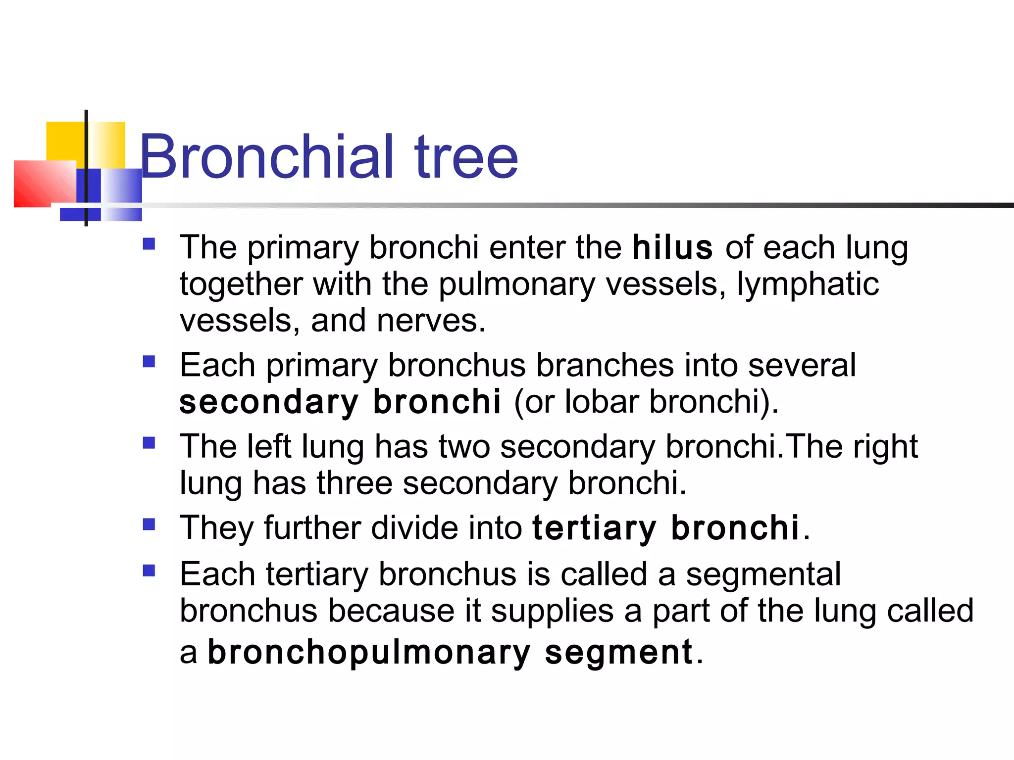 Anatomy of respiratory system | PPT