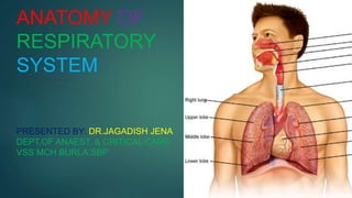 ANATOMY OF
RESPIRATORY
SYSTEM
PRESENTED BY: DR.JAGADISH JENA
DEPT.OF ANAEST. & CRITICAL CARE
VSS MCH BURLA,SBP
 