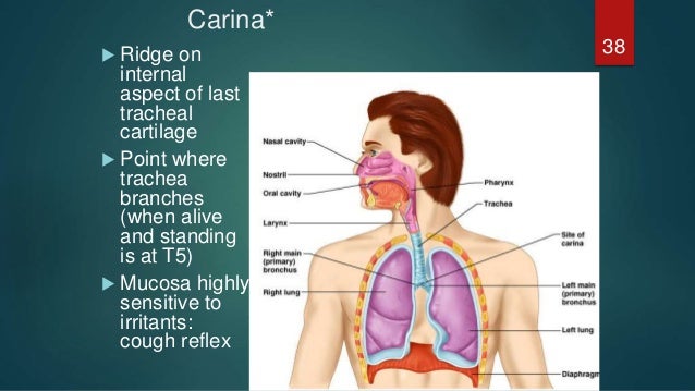 Anatomy of respiratory system