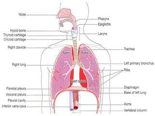 anatomyofrespiratorysystem-160906111139.pptx