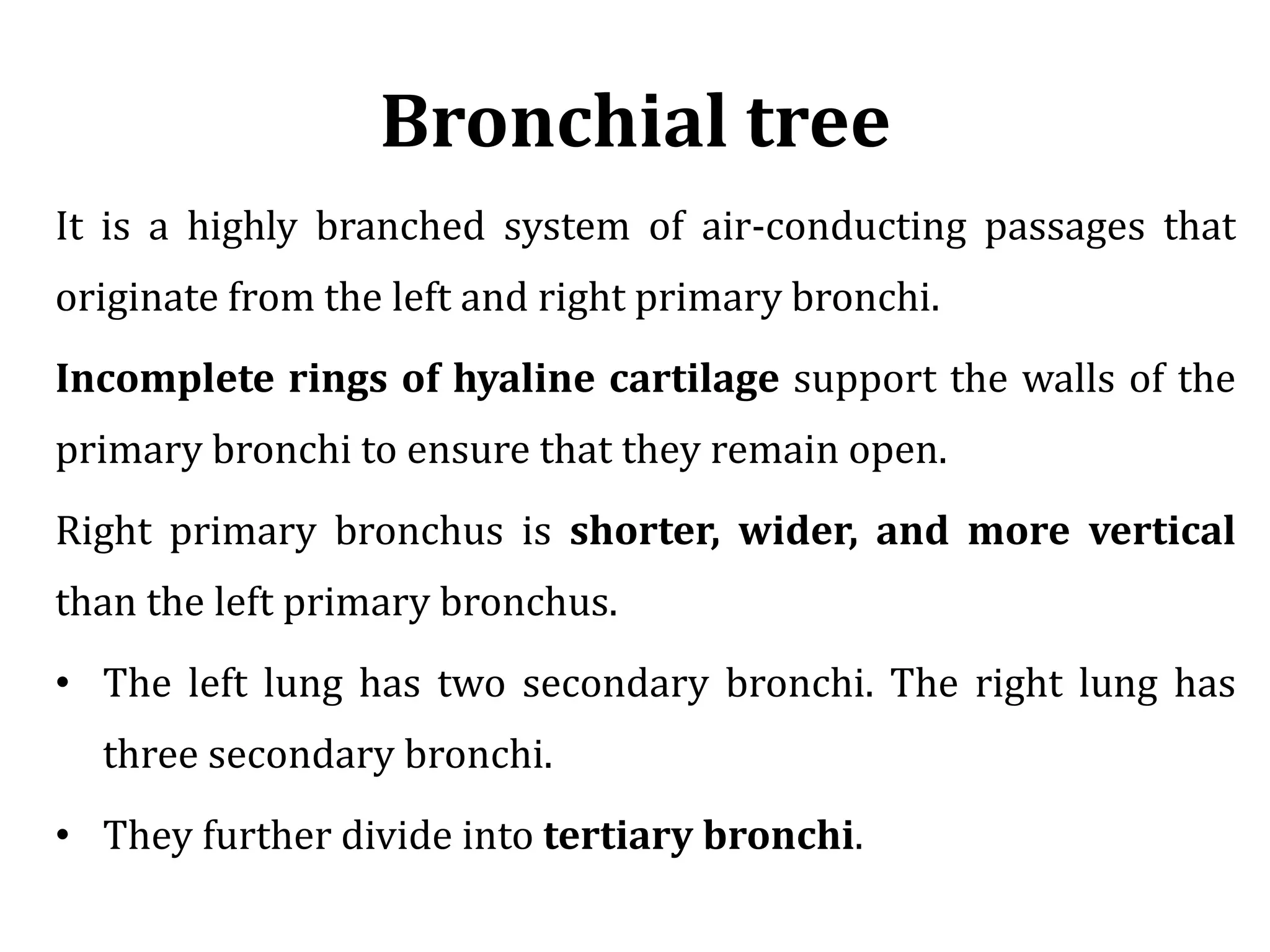 Respiratory System - Anatomy | PPSX