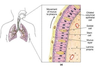 Respiratory Mucosa Diagram respiratory-mucosa-diagram