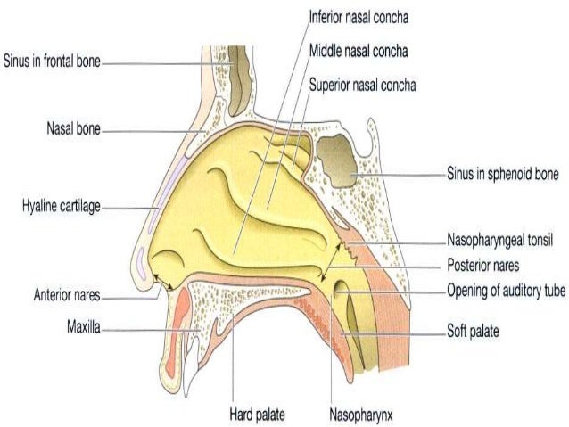 Respiratory System - Anatomy