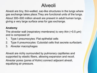 Detailed_Anatomy_of_Respiratory_System-2-2.pptx