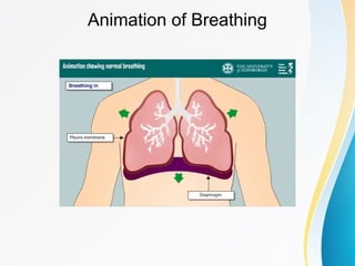 Detailed_Anatomy_of_Respiratory_System-2-2.pptx