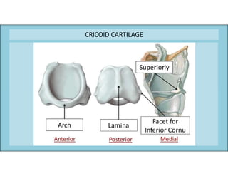 Anatomy of respiratory system | PDF
