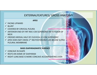 Anatomy of respiratory system | PDF