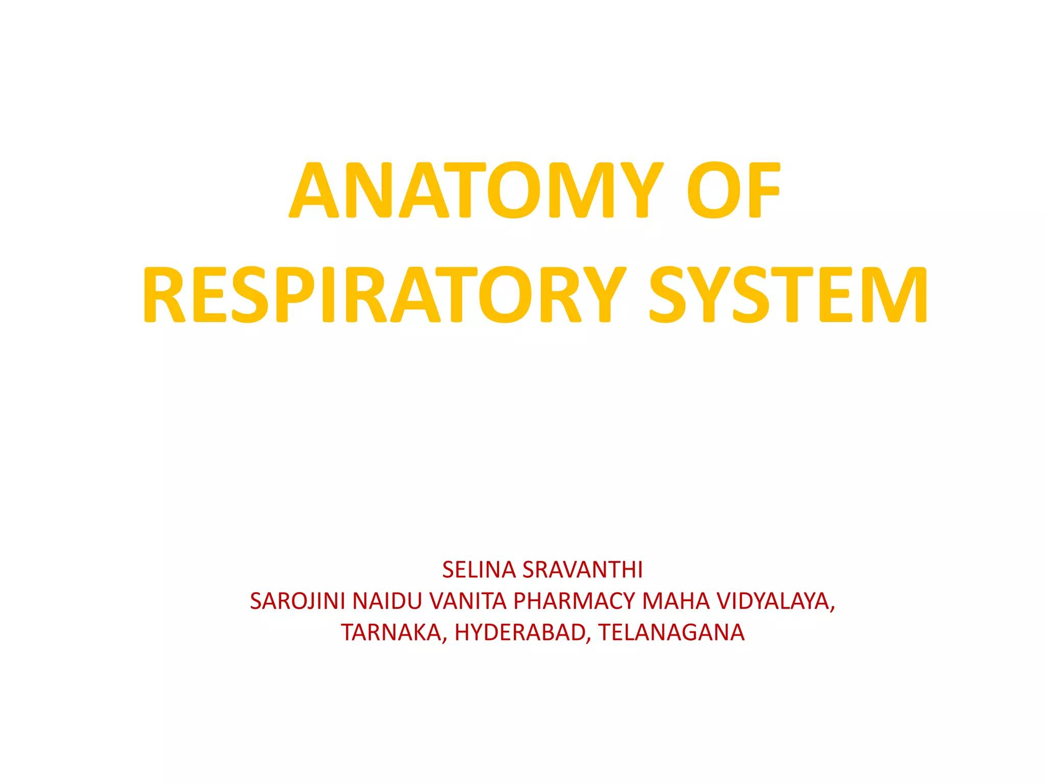 anatomy-of-respiratory-system-ppt