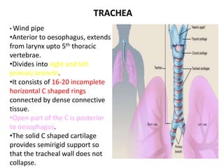 Windpipe Collapse Anatomy of respiratory system | PPTX