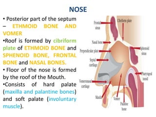 NOSE• Nasal Cavity large space in the
anterior nose.
• Lined by muscle and mucous
membrane (Ciliated epithelium
with mucou...
