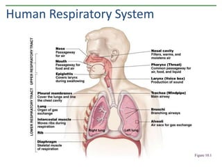 Human Respiratory System
Figure 10.1
 
