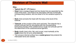 Anatomy of Respiratory system for MD [Autosaved].ppt