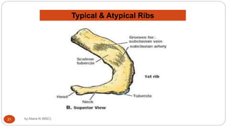 Anatomy of Respiratory system for MD [Autosaved].ppt