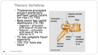 Anatomy of Respiratory system for MD [Autosaved].ppt