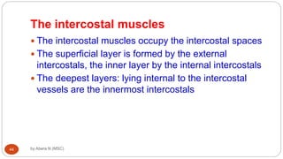 Anatomy of Respiratory system for MD [Autosaved].ppt