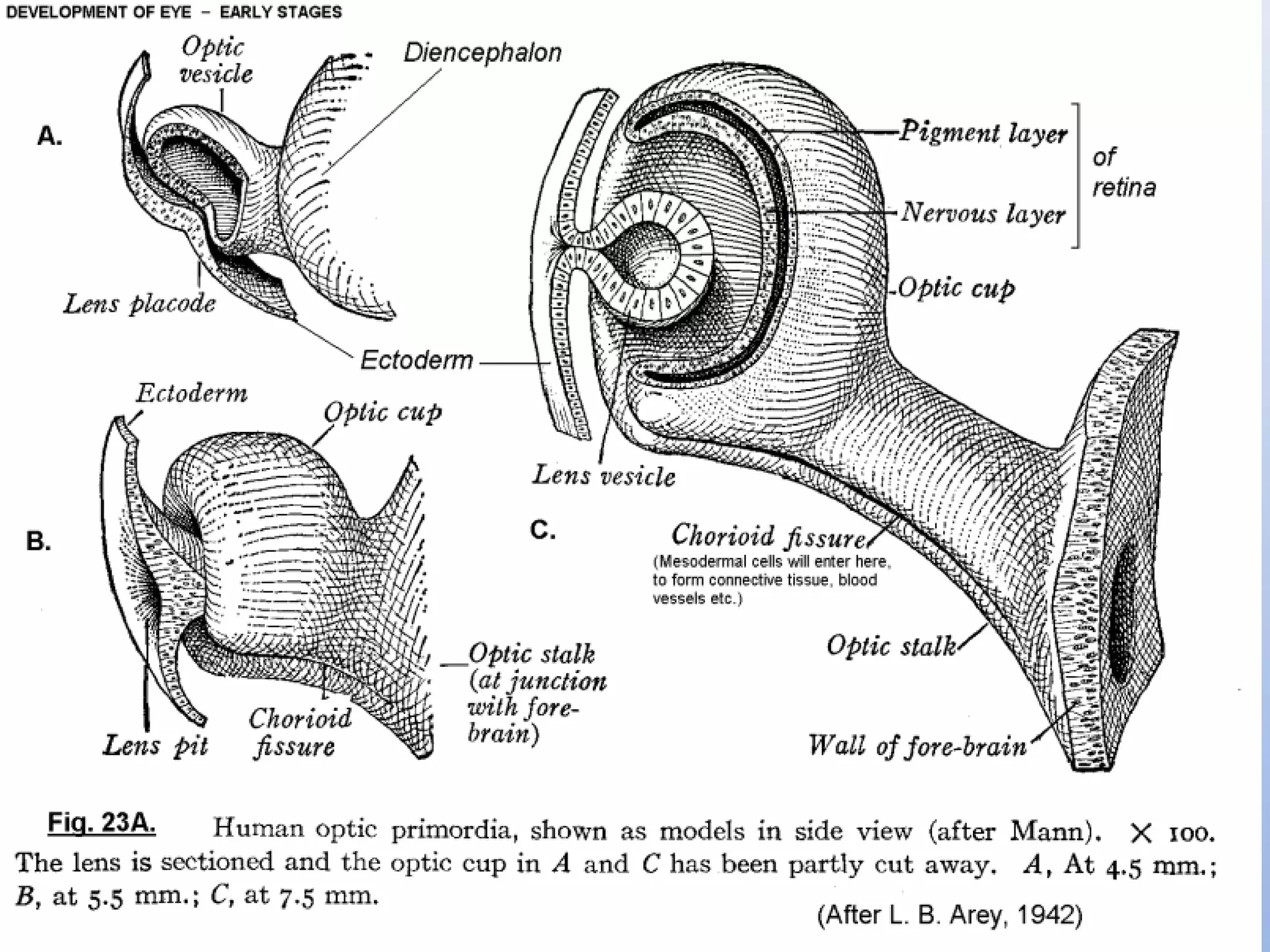 Anatomy of Retina PPT