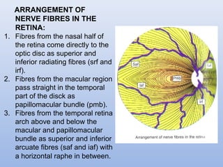 Fine Reticular Network Anatomy of Retina | PPT