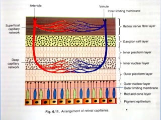 Retina Shape Anatomy of Retina | PPT