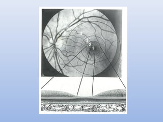 Retina Shape Anatomy of Retina | PPT