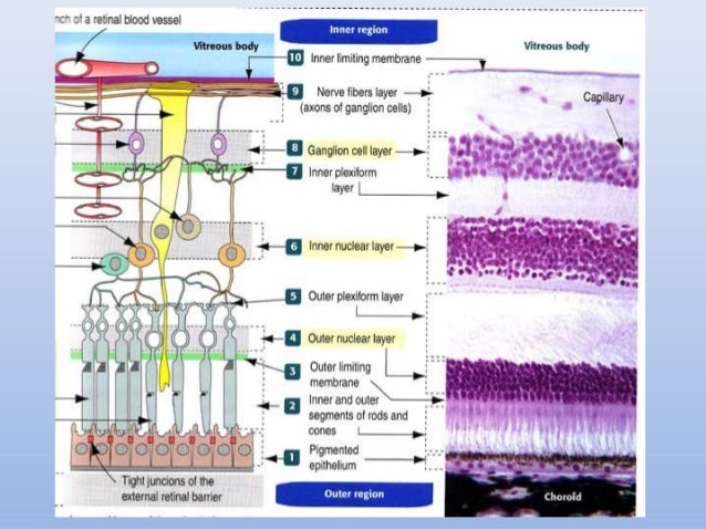 Anatomy of Retina