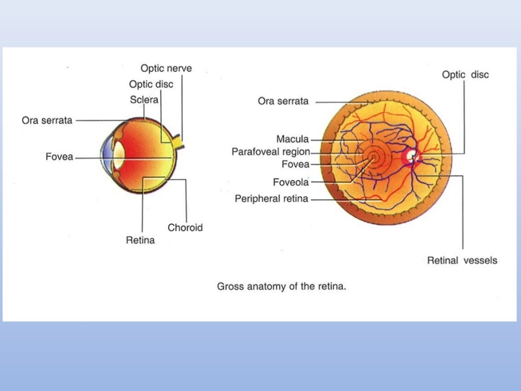retina layers