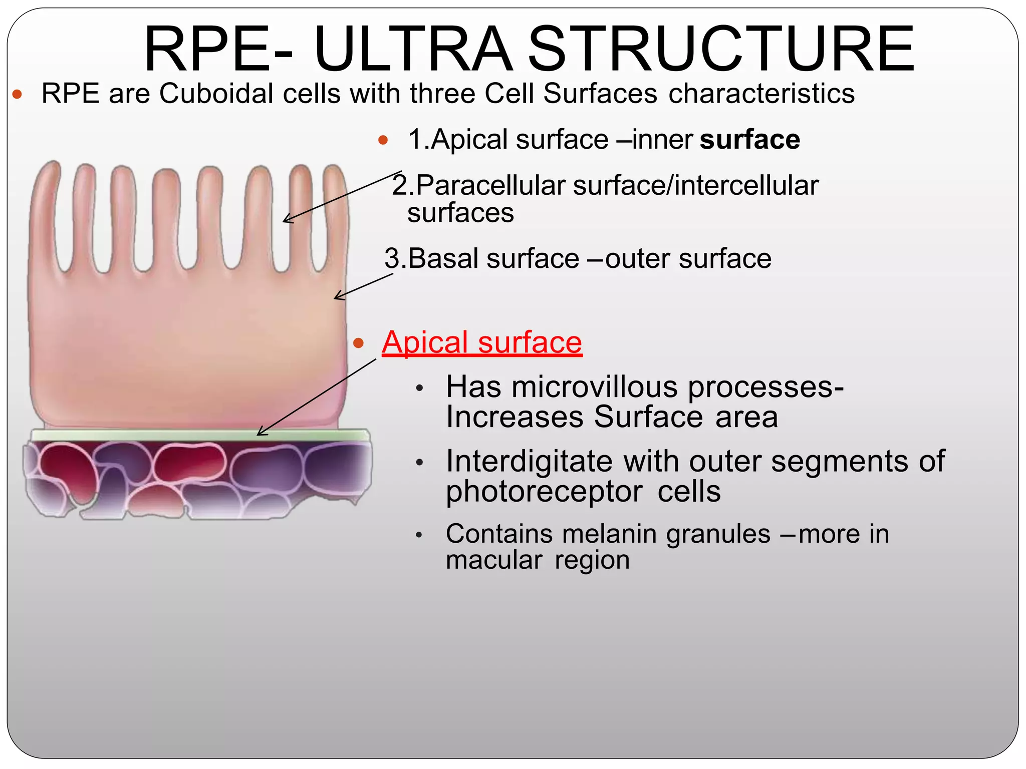 Anatomy of retina | PPTX