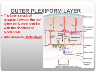Rod Spherule Anatomy of retina | PPTX