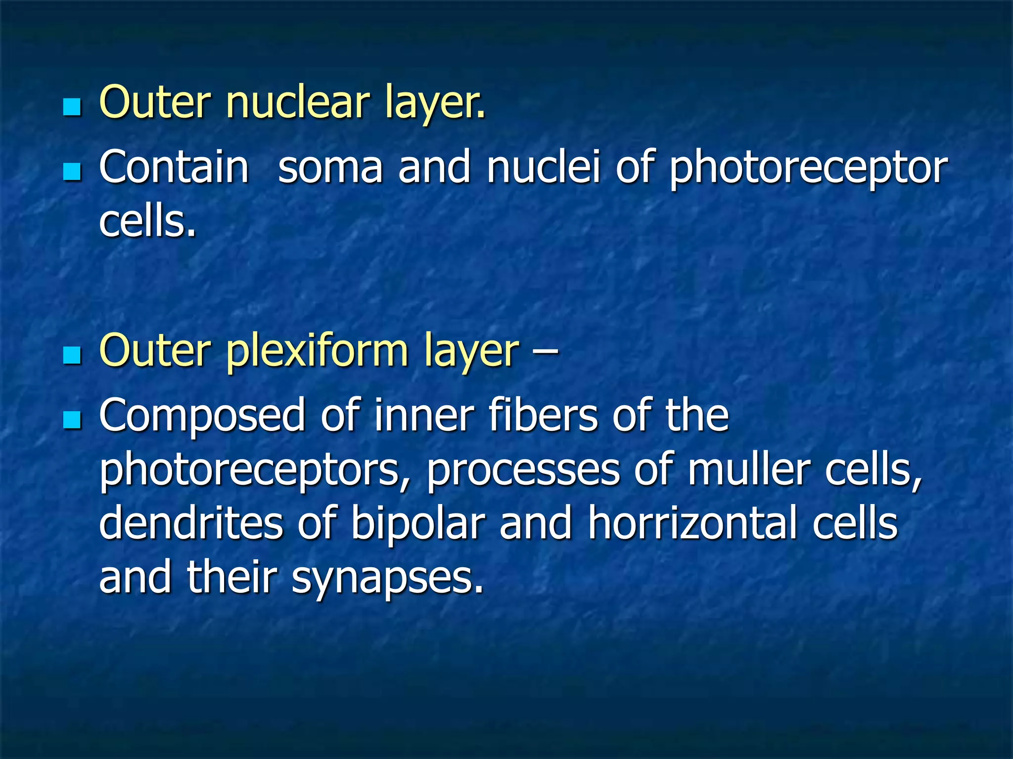  Outer nuclear layer.
 Contain soma and nuclei of photoreceptor
cells.
 Outer plexiform layer –
 Composed of inner fibers of the
photoreceptors, processes of muller cells,
dendrites of bipolar and horrizontal cells
and their synapses.
 
