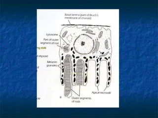 Anatomy of Retina | PPT