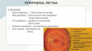 ANATOMY OF RETINA !.pptx with detailed description | PPTX