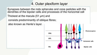 Rod Spherule ANATOMY OF RETINA !.pptx with detailed description | PPTX