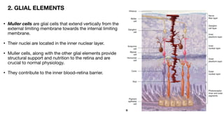 ANATOMY OF RETINA and not physiology of eyepdf | PDF