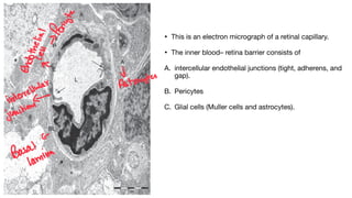 ANATOMY OF RETINA and not physiology of eyepdf | PDF